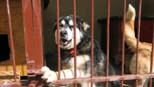 Więżniowie z aresztu w Hajnówce szkolą psy ze schroniska