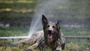 W sezonie letnim, czyli od maja do końca września, psy mają wstęp wzbroniony na gdańskie plaże