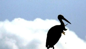 Na Podkarpaciu kończą się sejmiki bocianie