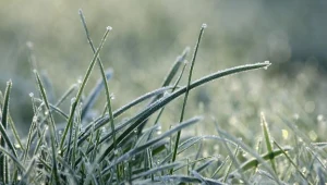 Rolnicy liczą straty po przymrozkach