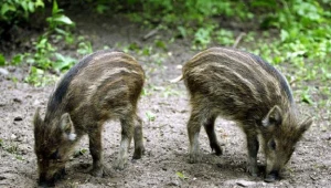 Nielegalnie trzymał dziki, grozi mu grzywna