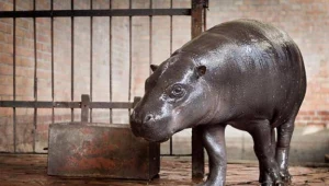 Urodzona we wrocławskim zoo hipopotamica o wdzięcznym imieniu Psotka/fot. Maciej Kulczyński
