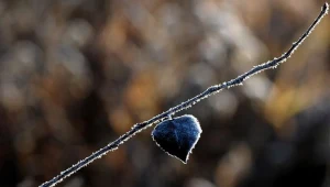 Mroźny poranek w Przemyślu/ fot. Darek Delmanowicz