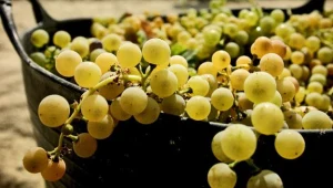 Ponad dziesięć ton winogron z jednego hektara zebrali w tym roku właściciele winnic na Podkarpaciu