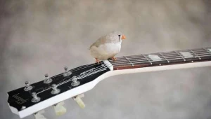 Gitary w dłoń - ruszajcie na przegląd