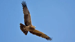 W Karpatach orły przednie rozpoczęły tokowanie i wykonywanie lotów godowych