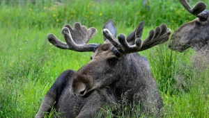 Wędrówki i dietę łosi badają naukowcy nad Biebrzą