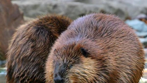 Bobry powodują coraz więcej szkód, rolnicy za odstrzałami