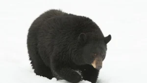 W Bieszczadach mróz uśpił niedźwiedzie