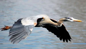 Pierwsze żurawie zlatują na Suwalszczyznę zwaną polskim biegunem zimna