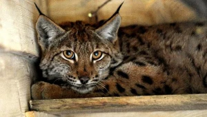 Młody ryś o imieniu Benek/fot. Darek Delmanowicz