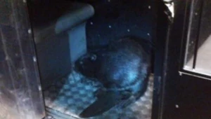 Bóbr spacerował po ulicach Chełma....