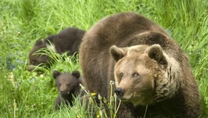 Niedźwiedź mógł potraktować mężczyzn jak intruzów, którzy wkroczyli na jego terytorium.