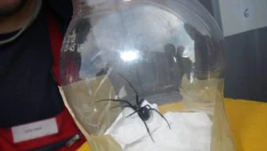 Znalezione pająki zostały uśpione/fot. Służba Celna