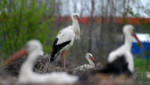 Kalekie bociany czekają na potomstwo / fot. Darek Delmanowicz