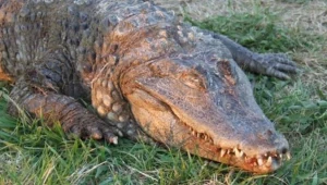 Taki krokodyl zaplątał się w żyłkę wędkarza