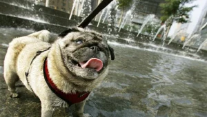 Gdyńska plaża dla psów mieści się nieopodal Kolibek