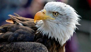 Bieliki to największe w Polsce ptaki szponiaste/fot. Michal Adamowski /REPORTER