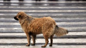 Odpowiedzą za znęcanie się nad psami