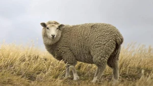 Czy owce są zagrożone? Hodowcy mają obawy