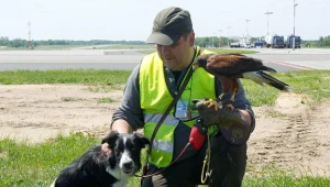 Falco, pies rasy border collie, podczas szkolenia na łódzkim lotnisku/fot. Grzegorz Michałowski