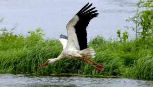 Kamera internetowa z widokiem na gniazdo bocianów