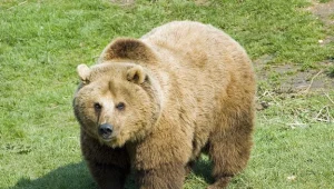 Niedźwiedź zaatakował grzybiarza w Bieszczadach