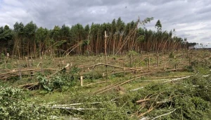 Trąba powietrzna zniszczyła ok. 400 ha lasów /fot. Tytus Żmijewski