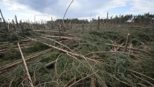 Połamane drzewa w Borach Tucholskich (gmina Osie) /fot. Tytus Żmijewski