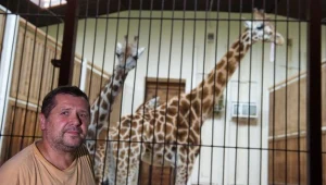 Judita, żyrafa z płockiego zoo/fot. Grzegorz Michałowski