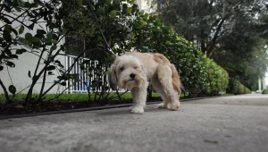 Ostrzegamy przed oszustami, którzy próbują sprzedawać bezpańskie psy i koty