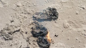 W maju w Czołpinie pod Ustką morze wyrzuciło smoliste, polepione grudki /fot. Hubert Bierndgarski