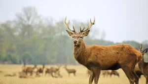 Na Podkarpaciu rozpoczęło się rykowisko czyli okres godowy jeleni karpackich