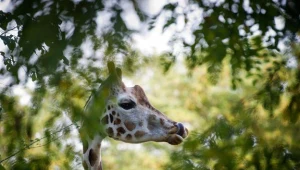 Żyrafa Tofik, fot. Grzegorz Michałowski