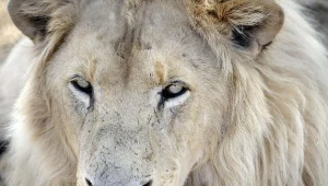 Gdańskie zoo dostało od Amber Gold pieniądze na budowę wybiegu dla lwów