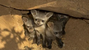 164 przypadki wścieklizny zanotowano w tym roku na Podkarpaciu