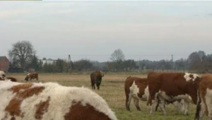 Żubr - otoczony krowami - skubał trawę na pastwisku