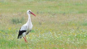 W Przemyślu przybywa chorych bocianów