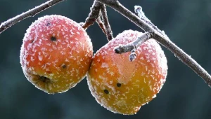 Badany owoc oświetlany jest światłem laserowym