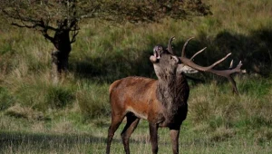 W lasach Podkarpacia, m.in. w Bieszczadach i Beskidzie Niskim, jelenie rozpoczęły zrzucanie poroży.