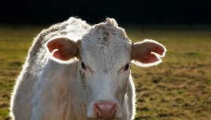 Mięso niewiadomego pochodzenia w ukrytych magazynach