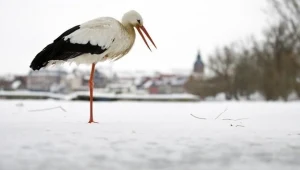 W trudnej sytuacji znalazły się bociany, które wróciły kilkanaście dni temu na Suwalszczyznę
