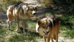 W lasach Podkarpacia żyje 500 wilków i ponad 10 tys. jeleni