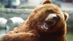 W Bieszczadach kolejny niedźwiedź z nadajnikiem GPS