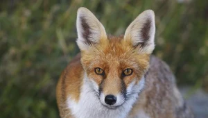 Ponad 70 przypadków wścieklizny