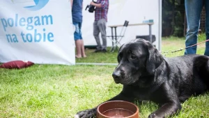 Kampania "Polegam na Tobie" - odpowiedzialna opieka nad psami
