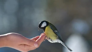 Dokarmianie ptaków grozi zarażeniem się chorobą zakaźną
