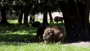 Najwięcej żubrów rodzi się na przełomie czerwca i lipca