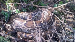Wąż, który został znaleziony w lesie.