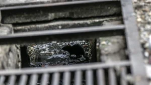 Plaga gryzoni opanowała Zawiercie.